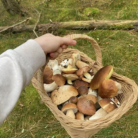 Apartment Ferien-und Bauernhof Gauster Trebel