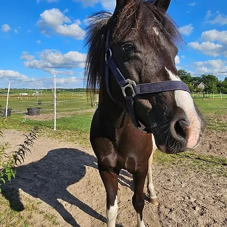 Apartment Ferien-und Bauernhof Gauster Trebel