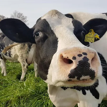 Apartment Ferien-und Bauernhof Gauster Trebel