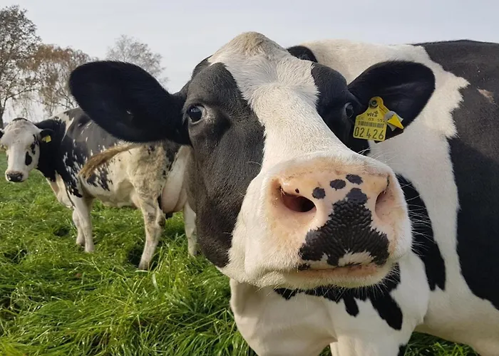 Lägenhet Ferien-und Bauernhof Gauster Trebel